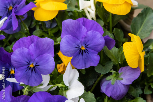 Pansy flowers in a flower bed on a sunny day. Robust and blooming. Garden pansy with purple  yellow and white petals. Hybrid pansy. Viola tricolor pansy in flowerbed.