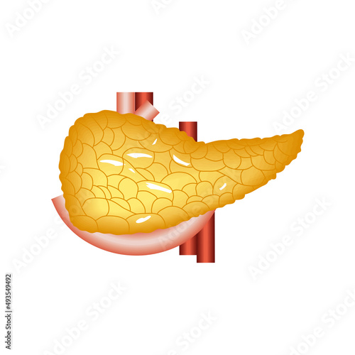 pancreas human organ