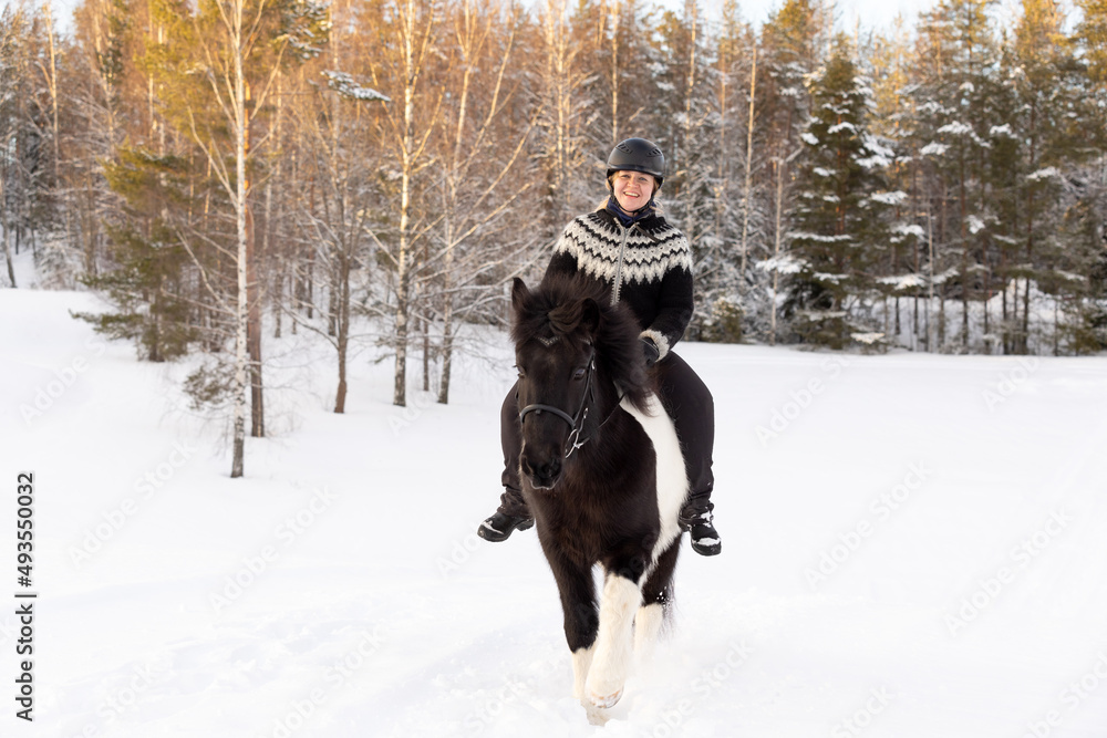 Icelandic horse ride in deep snow. Female rider with Icelandic sweater and helmet. Icelandic horse ride in deep snow. Female rider with Icelandic sweater and helmet.