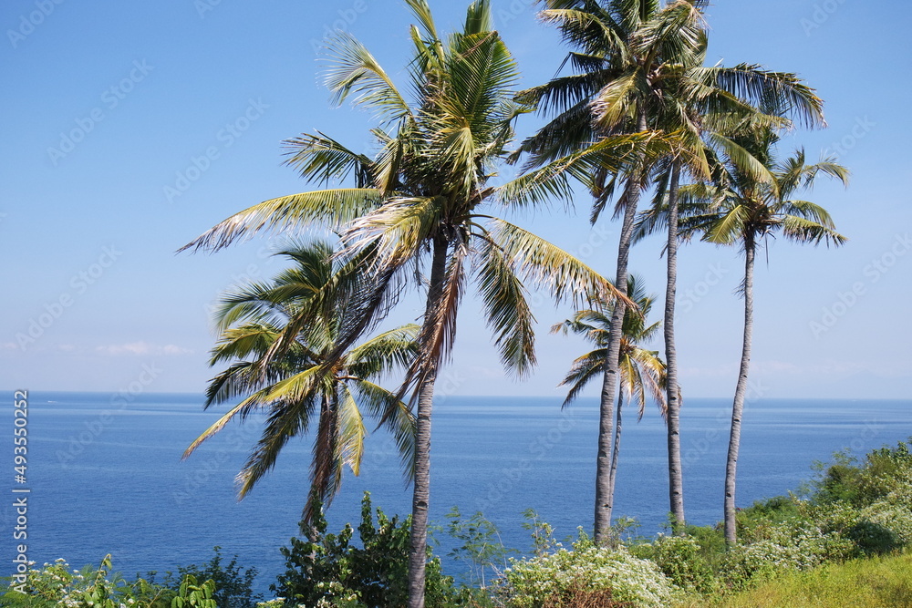 Coconut trees with blue ocean and blue sky as the background