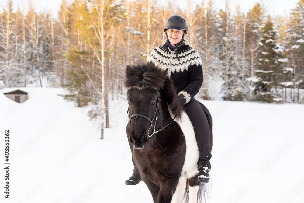 Fototapeta premium Icelandic horse ride in deep snow. Female rider with Icelandic sweater and helmet.