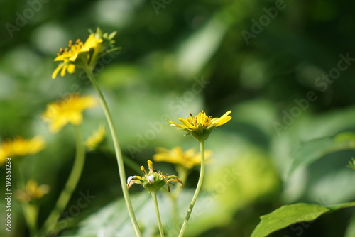 Ficaria verna (Also called Ranunculus ficaria, lesser celandine, pilewort, fig buttercup) with a natural background