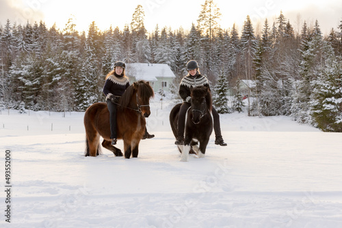 Two Icelandic horses with female riders during sunset. Brown and black and white horse. Riders wearing helmet.