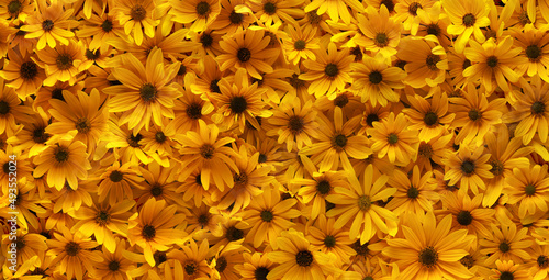 Background of bright yellow summer flowers. Full flowers wallpaper background. © Leigh Prather