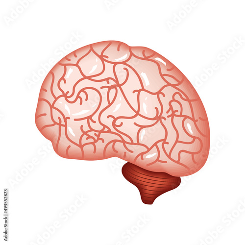 brain human organ