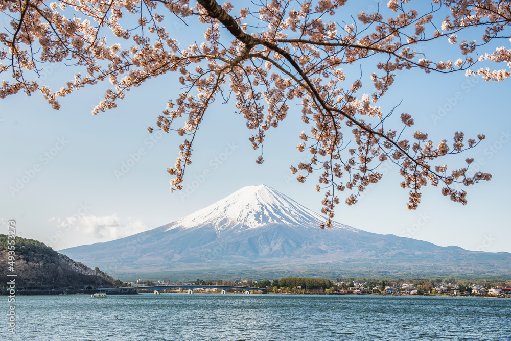 Fuji Mountain and Pink sakura at Lake Kawaguchiko, Fujinomiya, Shizuoka, Japan