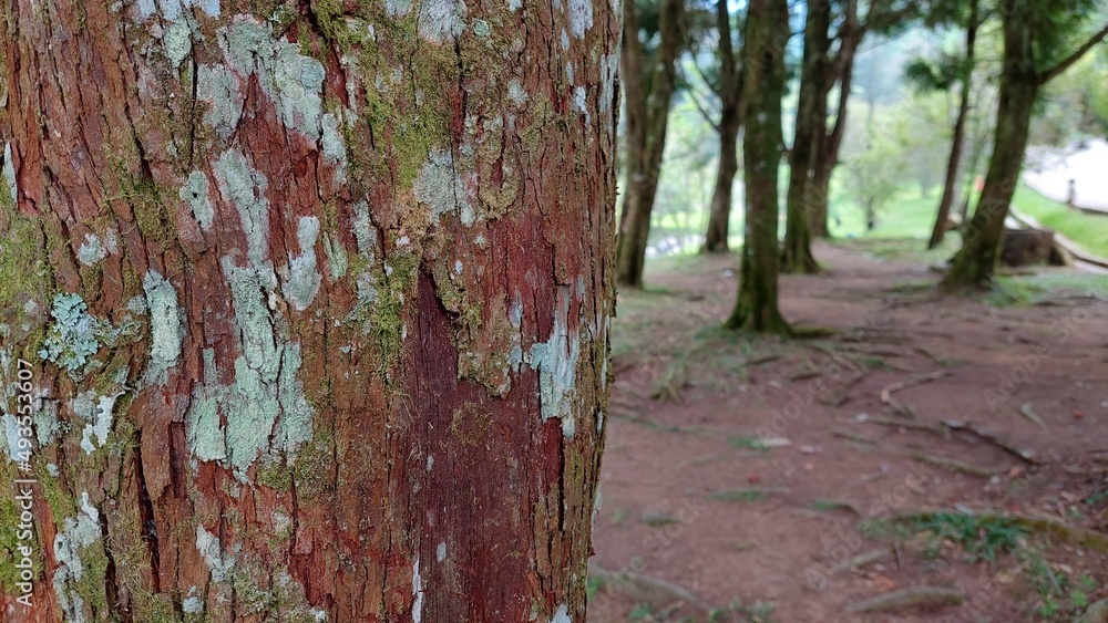 Fototapeta premium tree in the woods