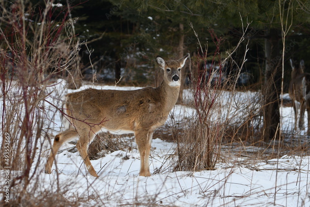 Obraz premium Winter scene of a White tailed deer standing in snow along edge of forest
