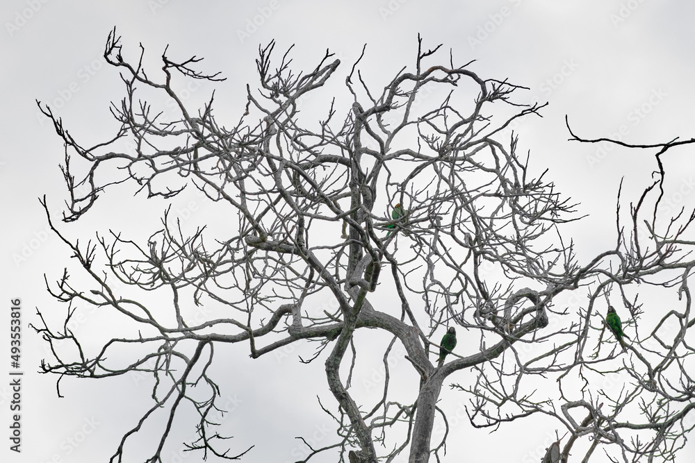 Fototapeta premium MITRED PARAKEET (Psittacara mitratus), group perched on the dry branches of a tree used for sleeping.