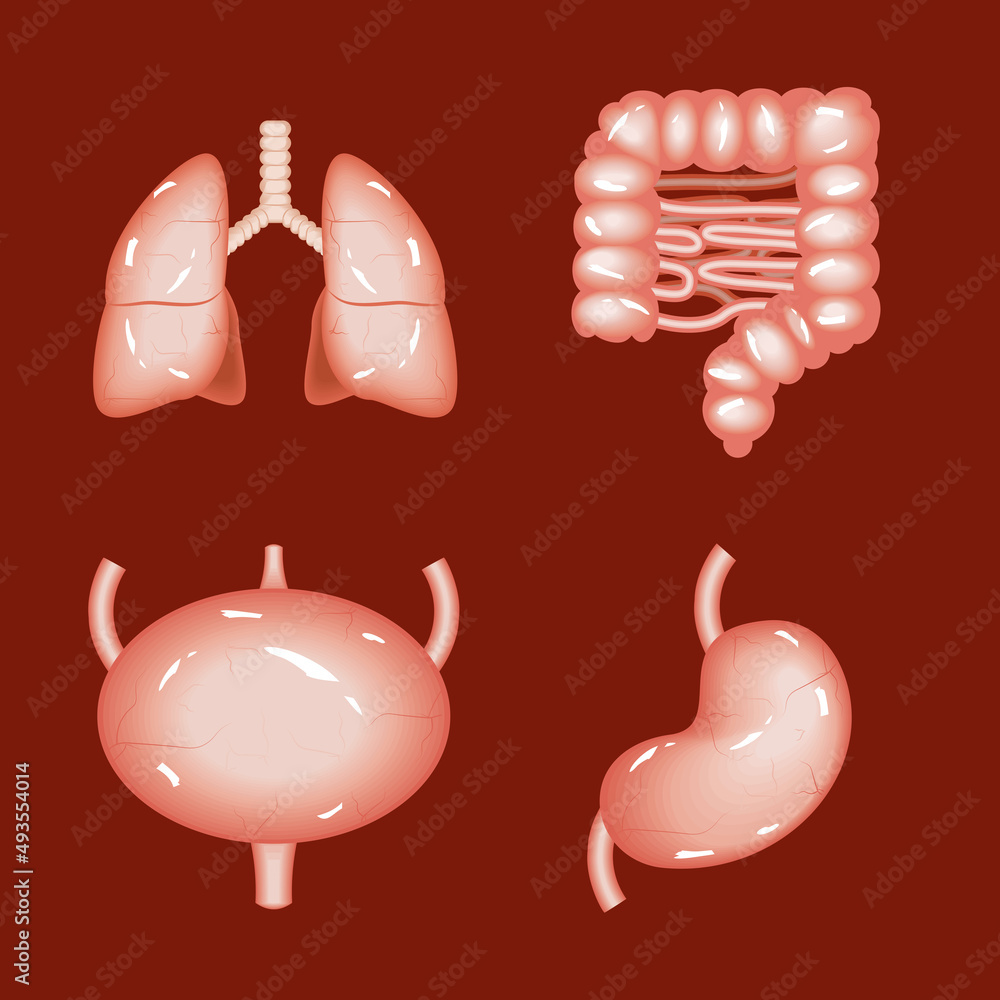 Obraz premium icons human internal organs