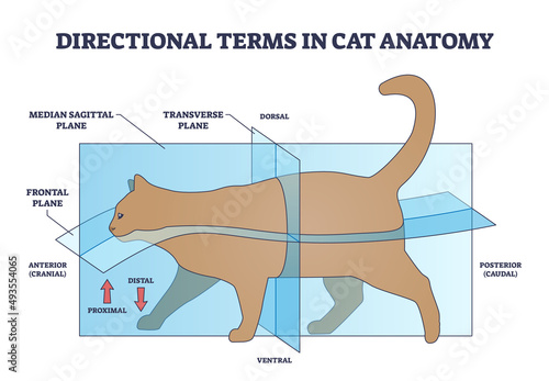 Directional terms in cat anatomy and quadrupeds division outline diagram. Labeled educational scheme with median sagittal, frontal and transverse plane with dorsal or ventral side vector illustration photo
