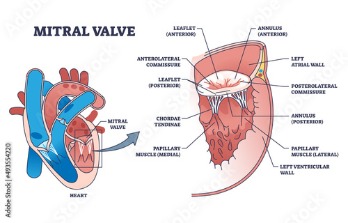 Mitral valve structure with medical cardio heart anatomy outline diagram. Labeled educational scheme with cardiology healthcare detailed description vector illustration. Chamber blood flow valve. photo