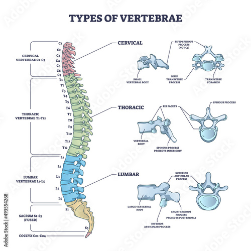 Types of vertebrae and cervical, thoracic and lumbar division outline diagram. Labeled educational scheme with spinal skeletal bones vector illustration. Human anatomy and backbone medical description photo
