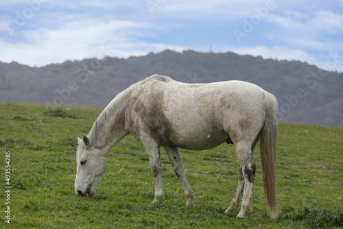 Domestic Horse Grazing in the Meadow. Los Altos Hills  California  USA.