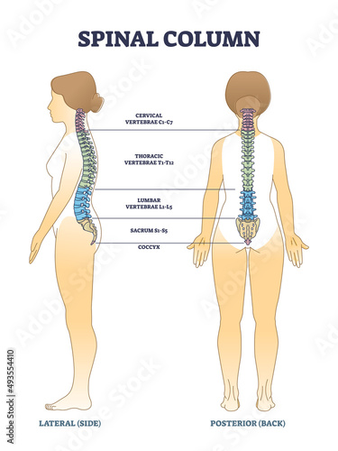 Spinal column bones and anatomical spinal backbone structure outline diagram. Labeled educational scheme with cervical, thoracic, lumbar and sacral sections in human skeleton vector illustration.
