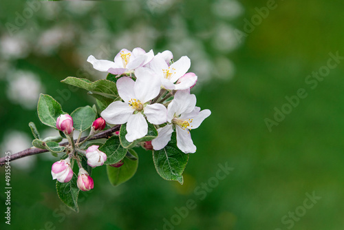 Gros plan de fleurs de pommier sur fond flou et espace libre à droite, nature printanière, branche de fleurs de pomme blanches