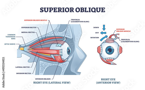 Superior oblique muscle with human eye muscular anatomy outline diagram. Labeled educational detailed parts scheme with eyeball medical structure from lateral and anterior view vector illustration.