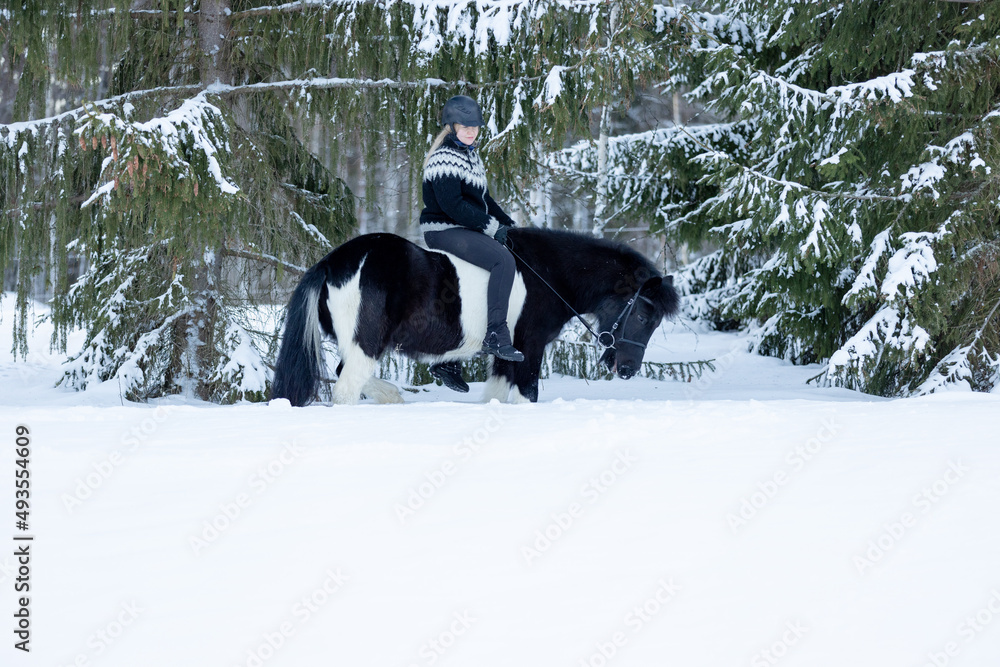 Icelandic horse walking in deep snow with rider on the back. Black and white horse. Female rider with helmet on. Icelandic horse walking in deep snow with rider on the back. Black and white horse. Female rider with helmet on.