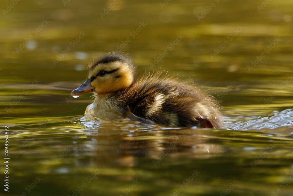 A single baby Mallard duckling facing left with water droplet on its bill A single baby Mallard duckling facing left with water droplet on its bill