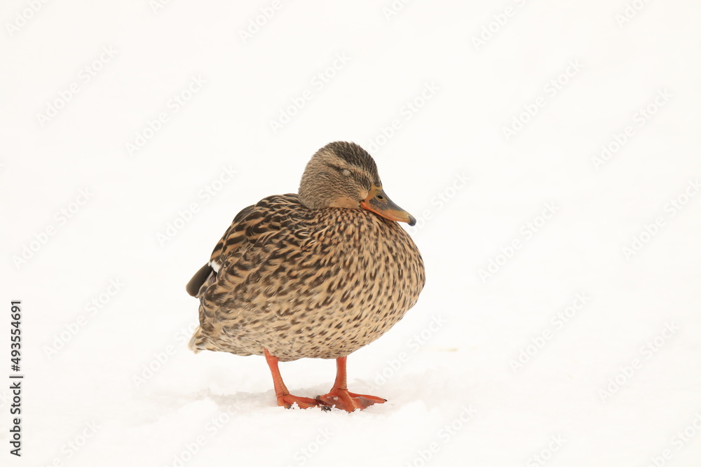 A female Mallard (Anas platyrhynchos) Taken in Victoria, British Columbia, Canada. A female Mallard (Anas platyrhynchos) Taken in Victoria, British Columbia, Canada.