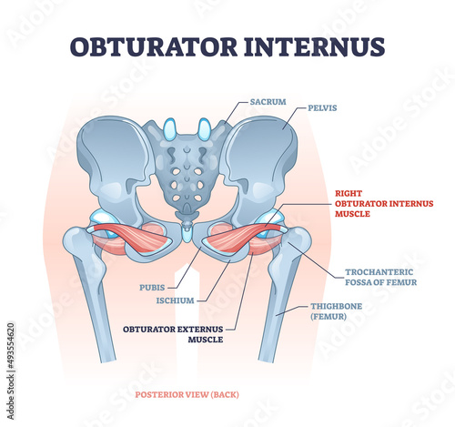Obturator internus muscle with externus location near pelvis bone outline diagram. Labeled educational scheme with human hip muscular system and skeletal structure description vector illustration.