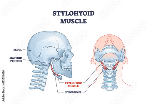 Stylohyoid muscle with human neck and throat hyoid bone outline diagram. Labeled educational medical scheme with muscular system anatomy and skeletal mastoid process location vector illustration. photo