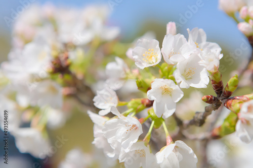 桜の花のクローズアップ 