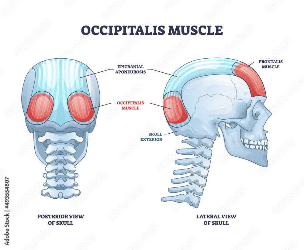 Occipitalis Muscle Occipital Belly As Scull Muscular System Outline Diagram Labeled 3684