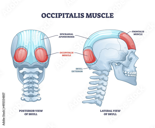 Occipitalis muscle, occipital belly as scull muscular system outline diagram. Labeled educational scheme with human body head posterior and lateral view skeletal bones location vector illustration.