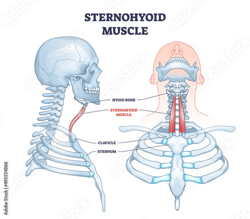 Sternohyoid muscle strap location and human neck muscular system outline diagram. Labeled educational medical upper body skeletal structure with hyoid bone, clavicle and sternum vector illustration.