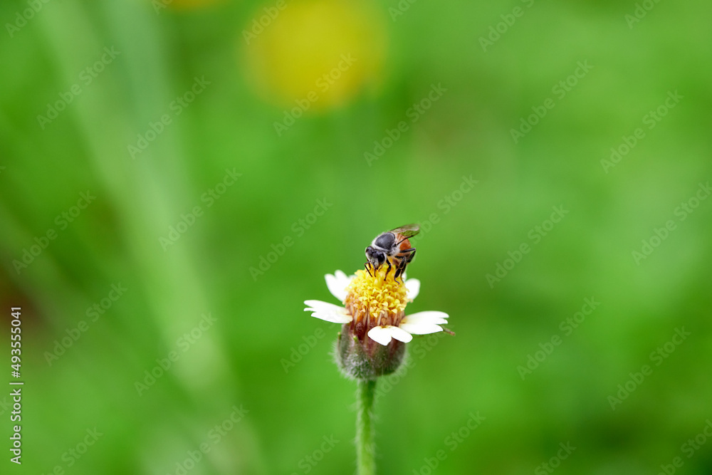Working bee on yellow flower Working bee on yellow flower