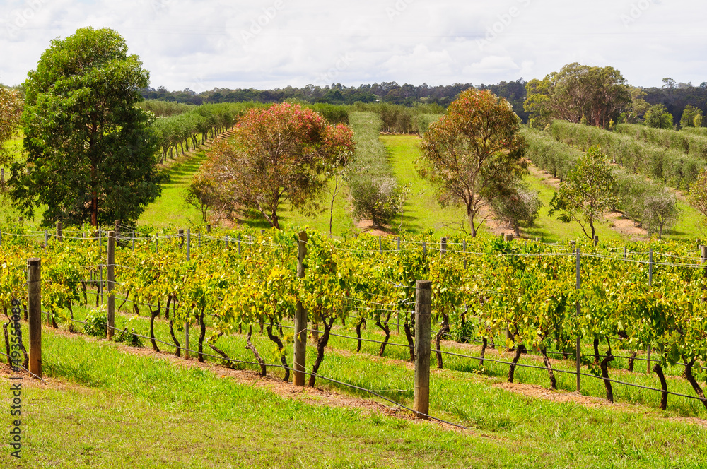 Vineyards and orchards in the Hunter Valley - Lovedale, NSW, Australia