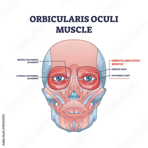Orbicularis oculi muscle as face muscular system for eyelids closure outline diagram. Labeled educational medical scheme with medial and lateral palpebral ligament or orbital parts vector illustration photo