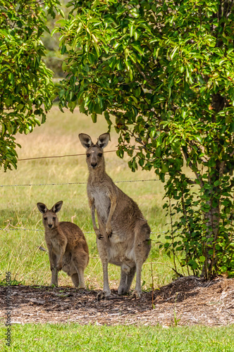 Curious wild kangaroos in the Hunter Valley - Lovedale, NSW, Australia © lkonya