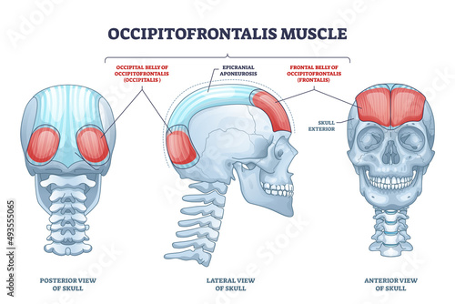 Occipitofrontalis muscle as human skull muscular system outline diagram. Labeled educational medical scheme with occipital belly of occipitalis and epicranial aponeurosis parts vector illustration. photo