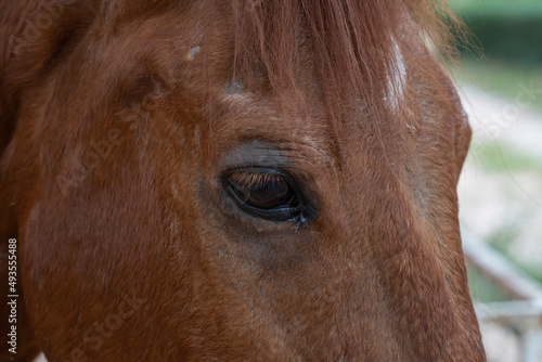 Horse eye close-up in the city park.