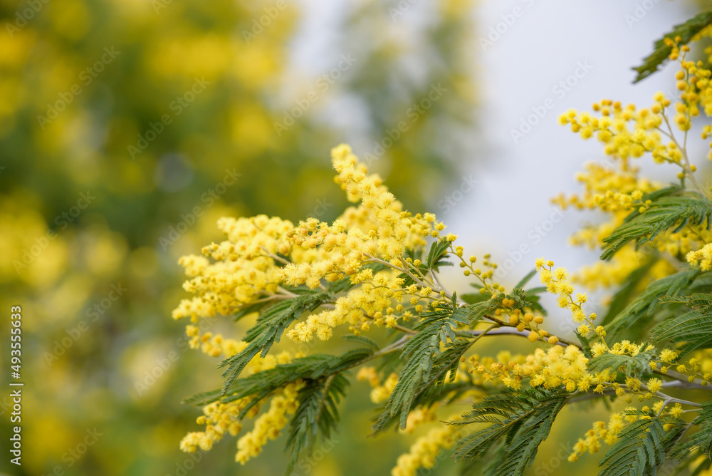 Yellow acacia flower, silver wattle Yellow acacia flower, silver wattle