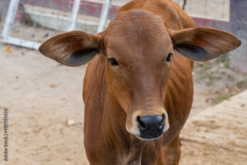 Red Sindhi cattle are the most popular of all dairy zebu breeds. The breed originated in the Pakistani province of Sindh, they are widely used for milk production in Pakistan, India, Bangladesh. photo