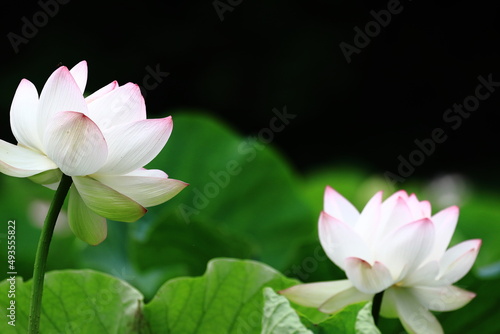 pink lotus flower