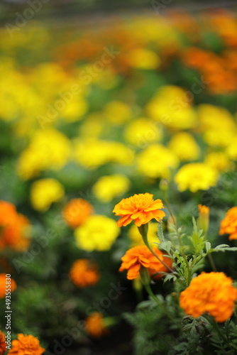 yellow flowers in the garden