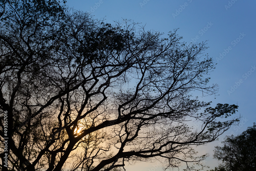 The silhouette of the branches of a large tree with many branches. Against the evening sky that is blue and orange The silhouette of the branches of a large tree with many branches. Against the evening sky that is blue and orange