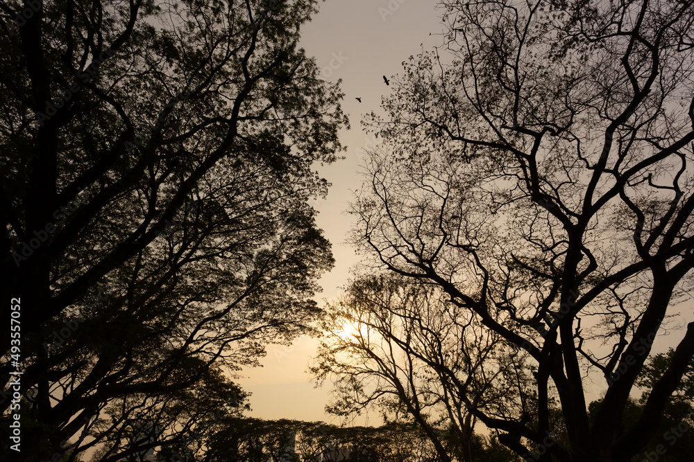 Silhouette of branches in the evening with orange sunlight. It is a large branch with many branches.