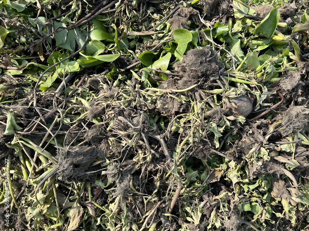 dry eichhornia crassipes for agriculture dry eichhornia crassipes for agriculture
