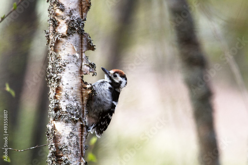 Beautiful detached birch silver bark on the trunk of a birch and White-backed woodpecker (Dendrocopos leucotos, male, juv) photo