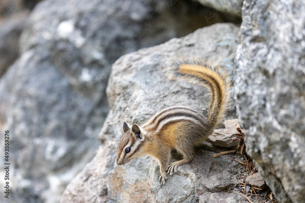 Naklejka premium small brown wild chipmunk standing on a rock