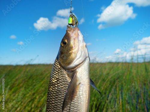 Nerfling, ide (Leuciscus idus) was caught on small yellow spinner among thickets of Great Club-rush (Scirpus lacustris) and reeds in shallow water. August as period of predation of Nerfling photo