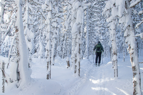 Single man from back, doing ski touring in a snowy white forest . Skiing on a beautiful trail.