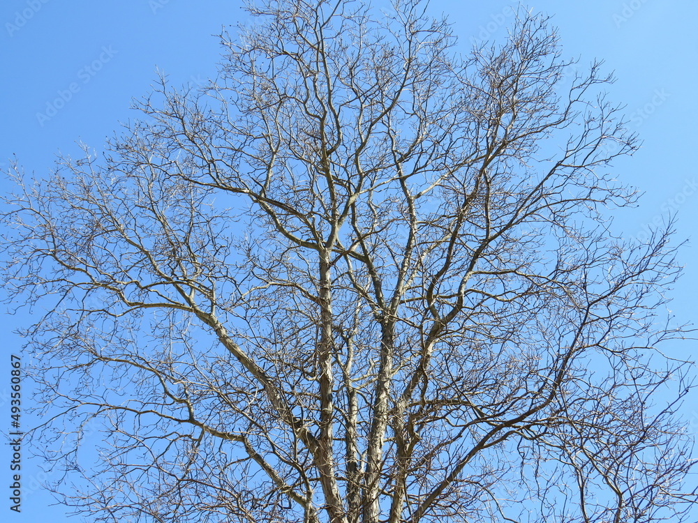 Tree in the sky Tree in the sky