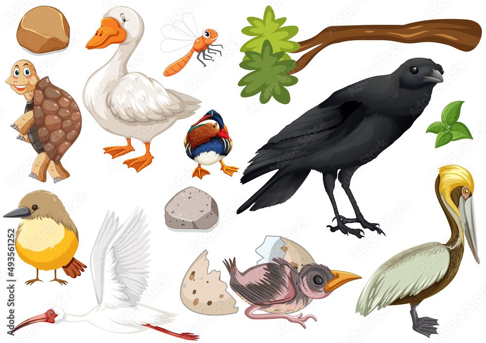 Fototapeta premium Different kinds of wild animals collection