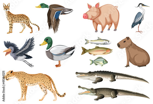 Different kinds of animals collection